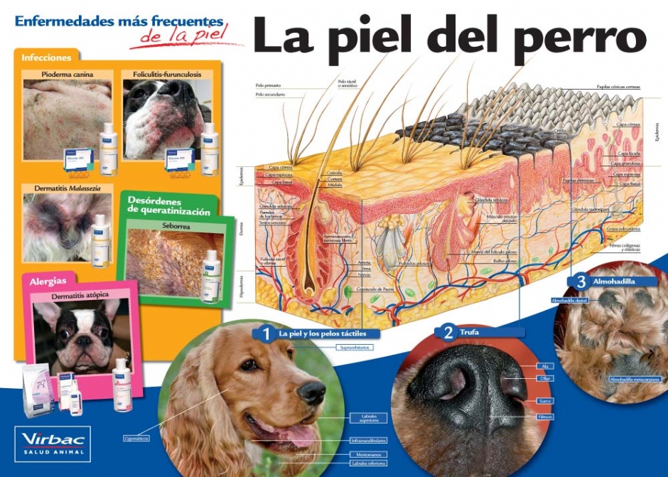 DERMATOLOGIA DERMATOLOGIA