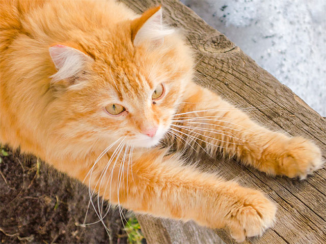 Las uñas de tu gato Las uñas de tu gato