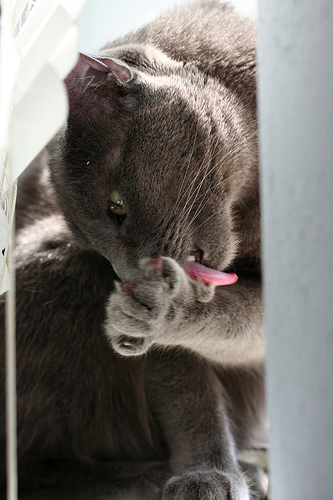 LOS PROBLEMAS DE COMPORTAMIENTO Y DE PIEL EN GATOS PUEDEN IR UNIDOS