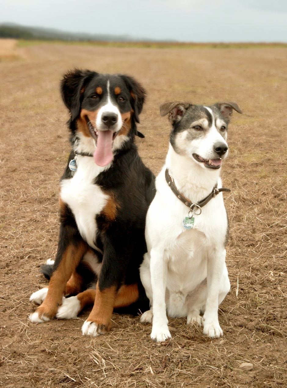 LA EDAD DEL PERRO. COMPARACIÓN DE LA EDAD DEL PERRO CON LA EDAD DEL HOMBRE