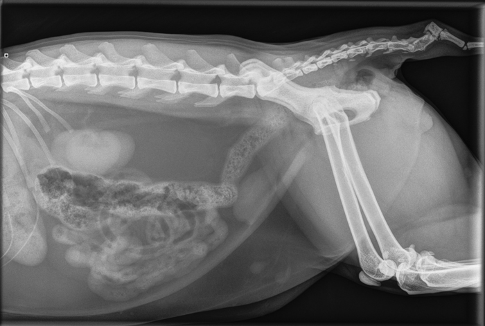 DIAGNOSTICO POR IMAGEN: RADIOLOGIA DIGITAL y ECOGRAFÍA