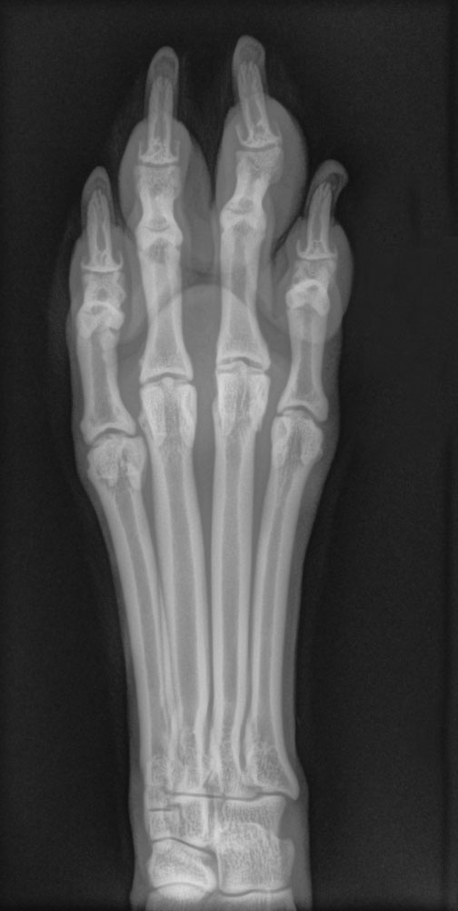 DIAGNOSTICO POR IMAGEN: RADIOLOGIA DIGITAL y ECOGRAFÍA DIAGNOSTICO POR IMAGEN: RADIOLOGIA DIGITAL y ECOGRAFÍA