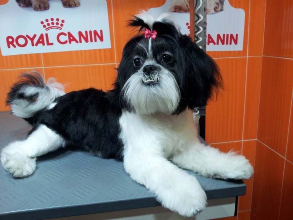 PELUQUERÍA CANINA Y FELINA