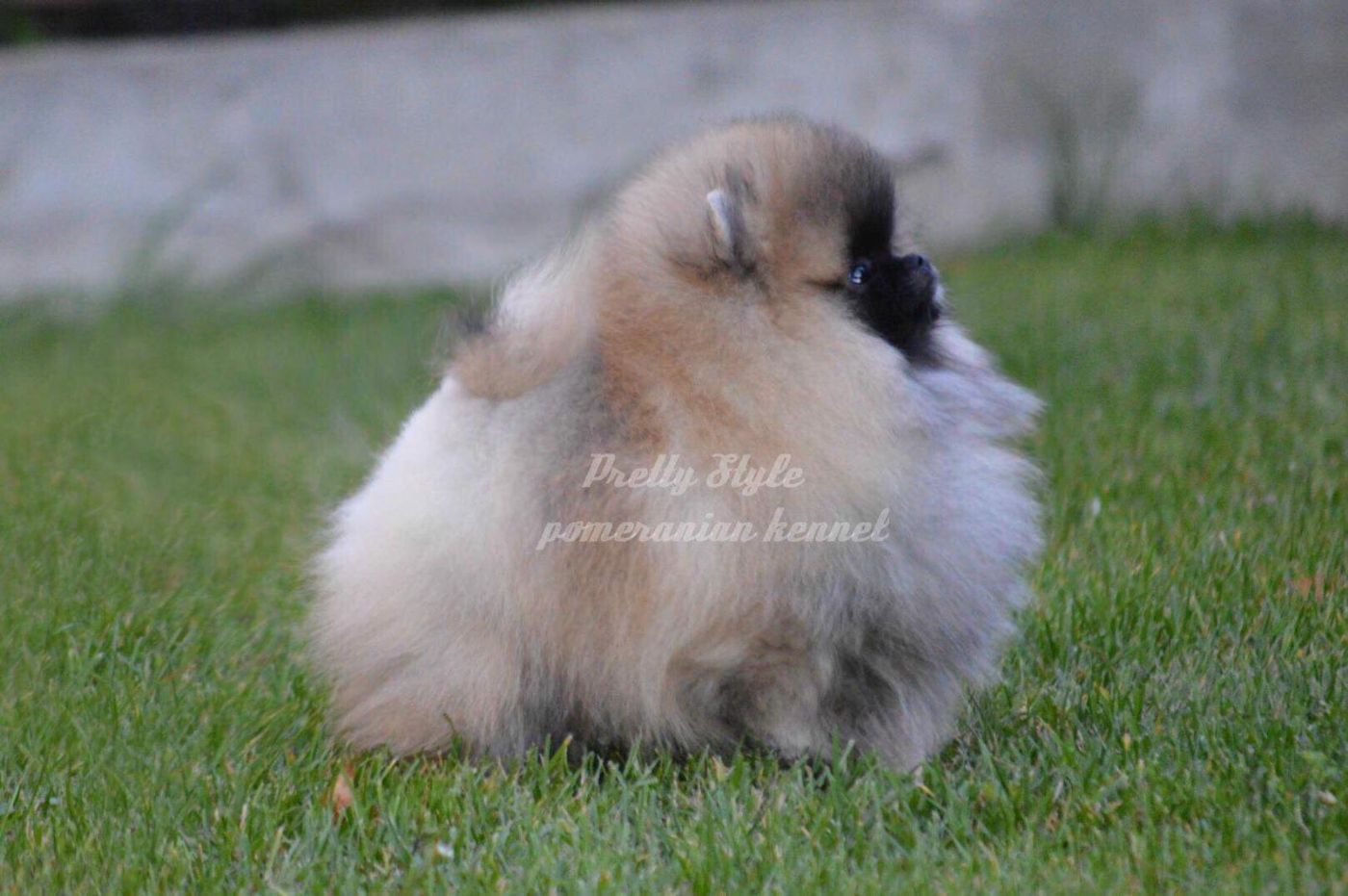 Machos de Pomerania en Murcia. Pretty Style Pomeranian kennet.