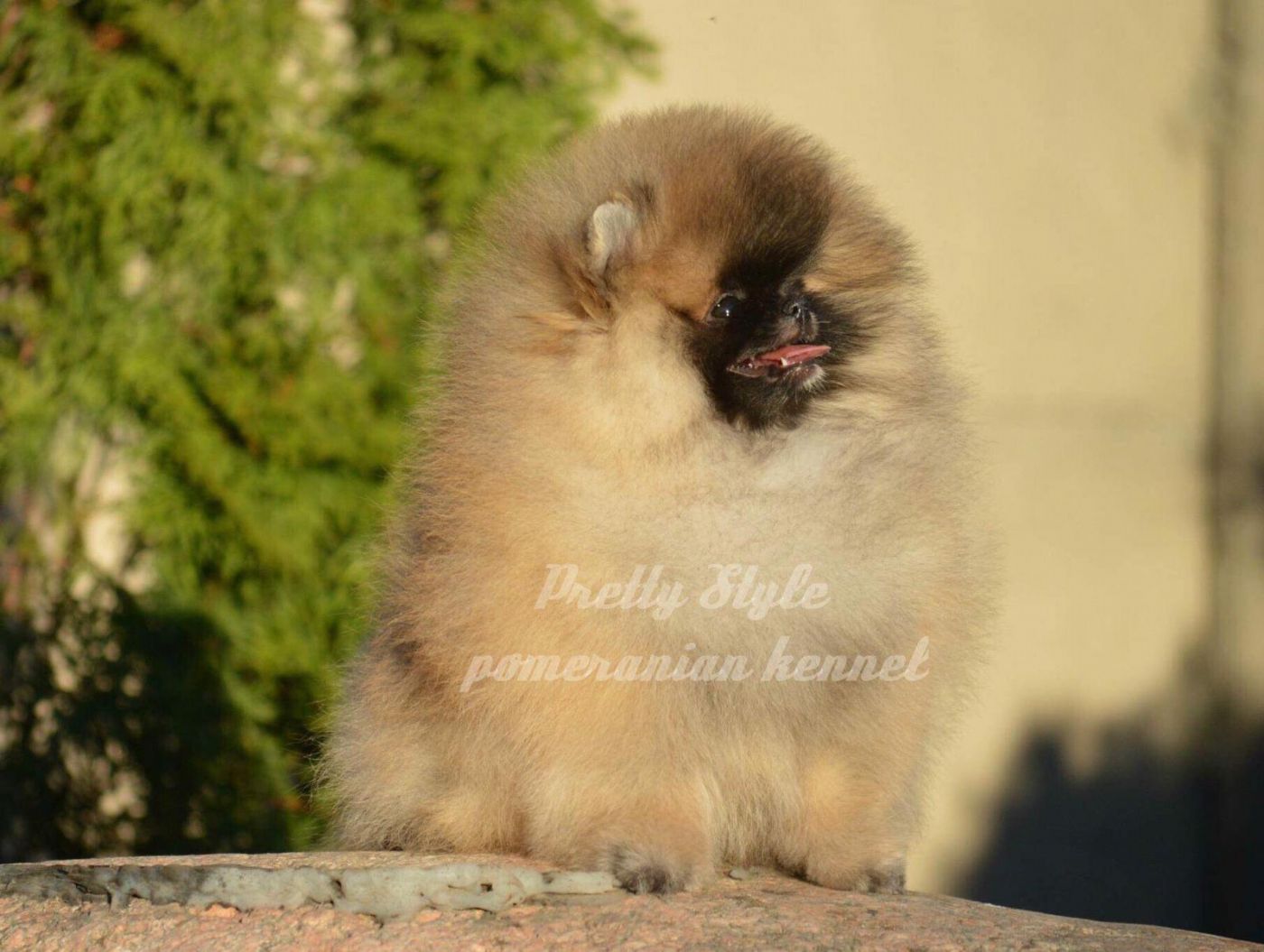 Machos de Pomerania en Murcia. Pretty Style Pomeranian kennet.