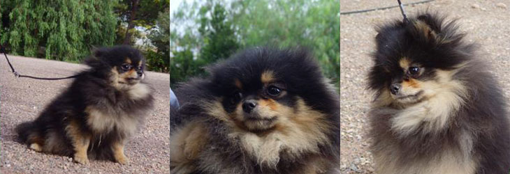 Sola de Lovely Dog