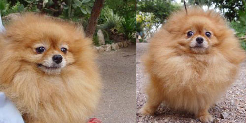 Imperio de Lovely Dog