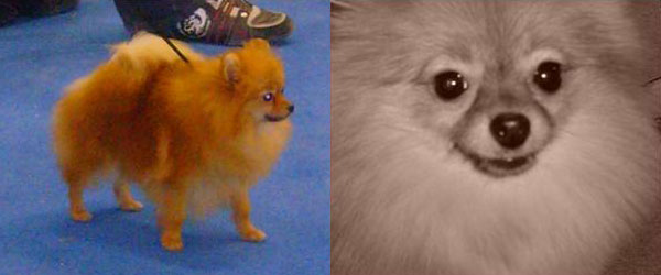 Gadea de Lovely Dog