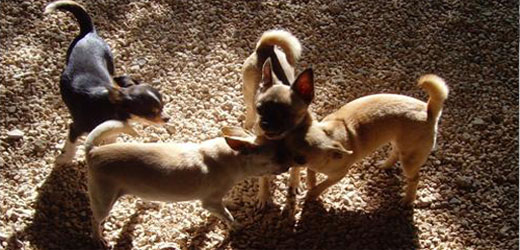 Chihuahuas