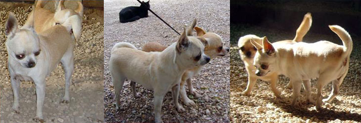 Bea de Lovely Dog