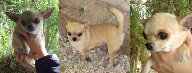 Bene de Lovely Dog