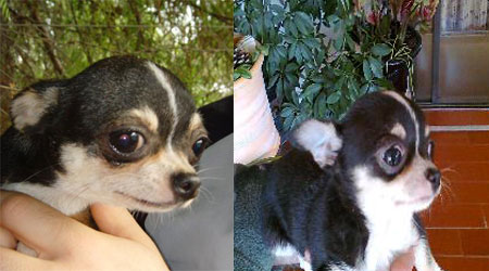 Pancha de Lovely Dog