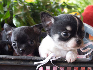 Chihuahuas