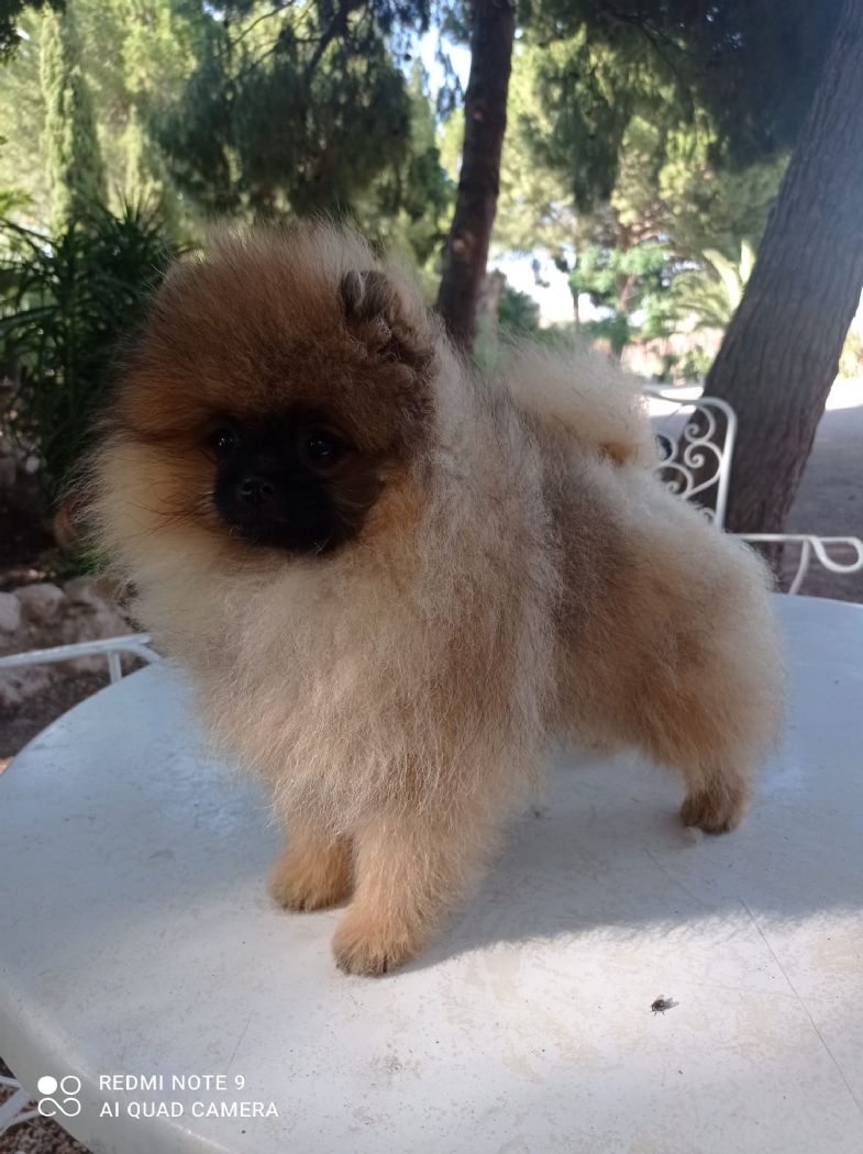 Valentina hembra pomerania de Lovely Dog