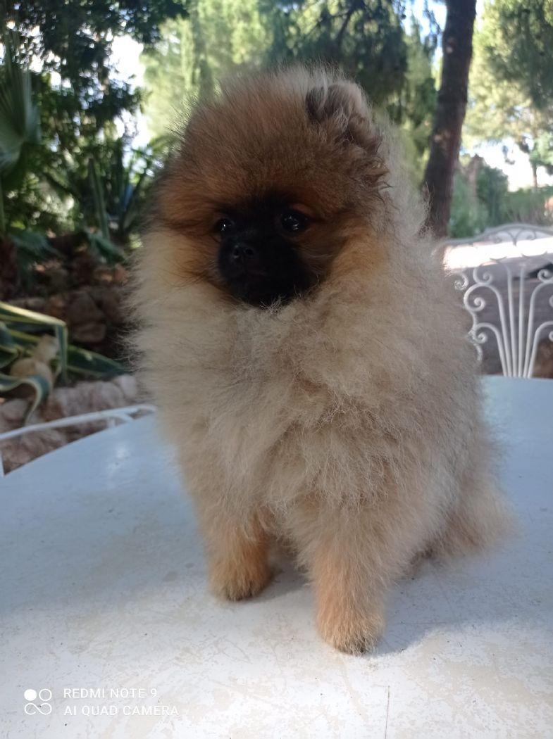 Valentina hembra pomerania de Lovely Dog