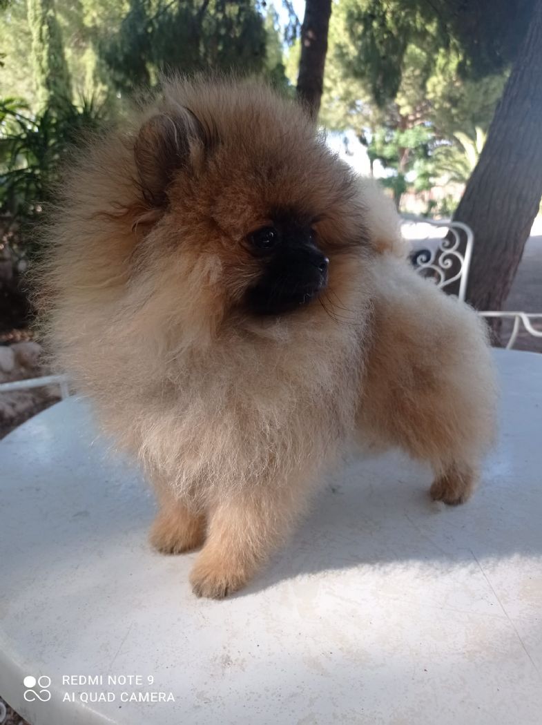 Valentina hembra pomerania de Lovely Dog
