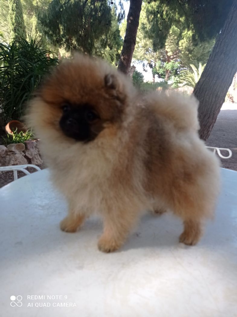 Valentina hembra pomerania de Lovely Dog
