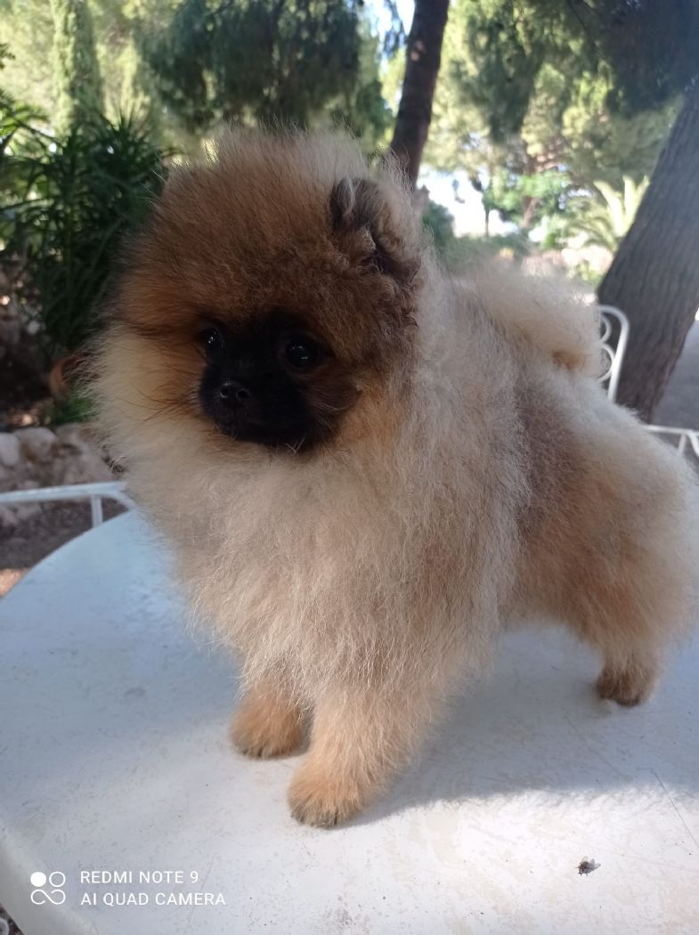 Valentina hembra pomerania de Lovely Dog