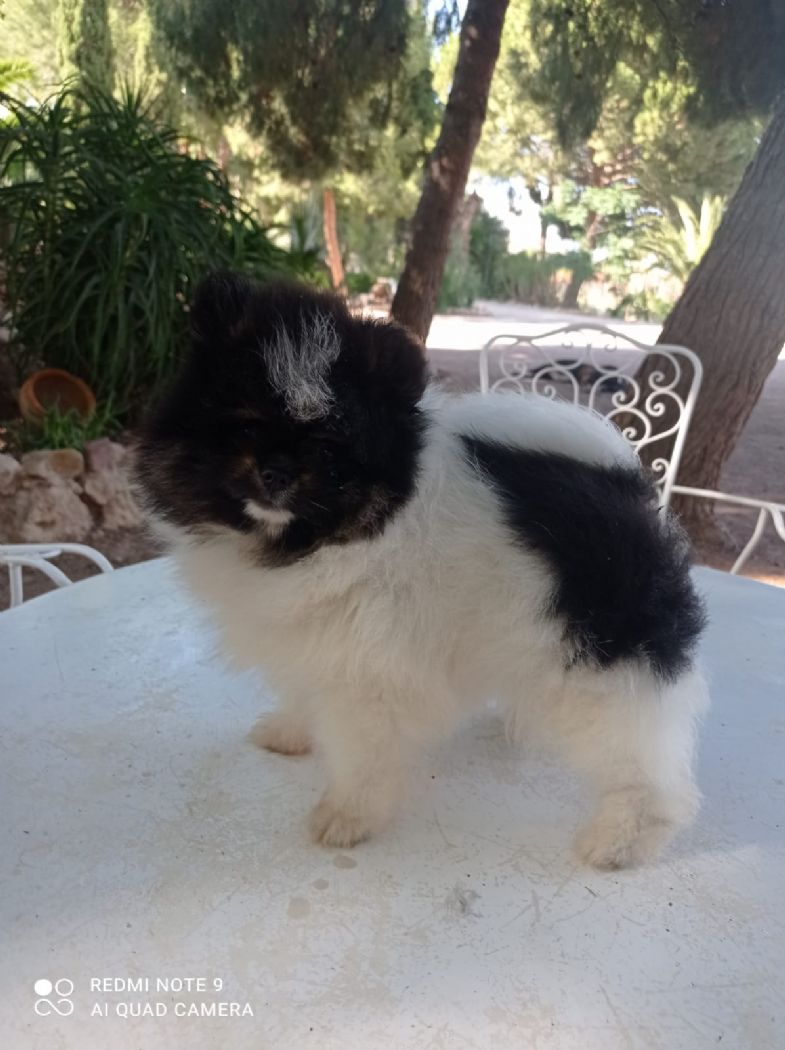 Pancha hembra pomerania de Lovely Dog