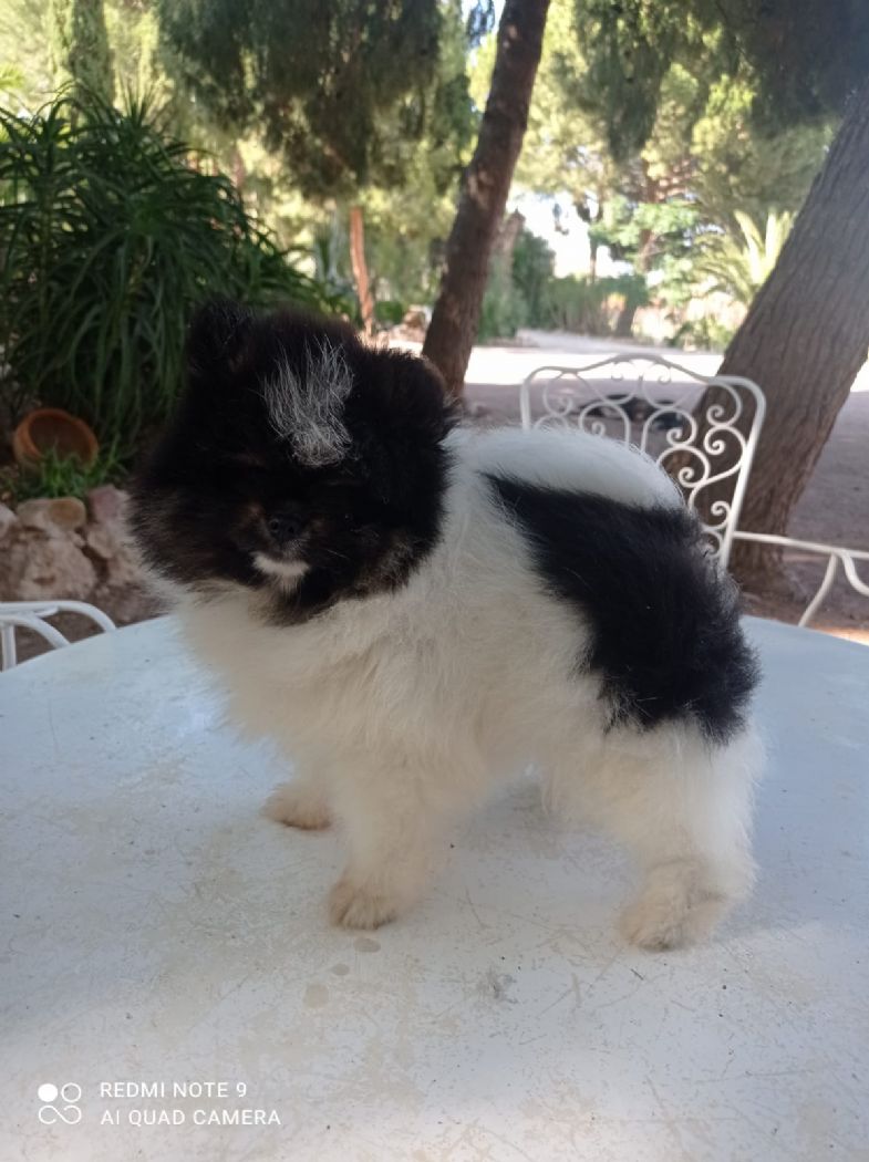 Pancha hembra pomerania de Lovely Dog