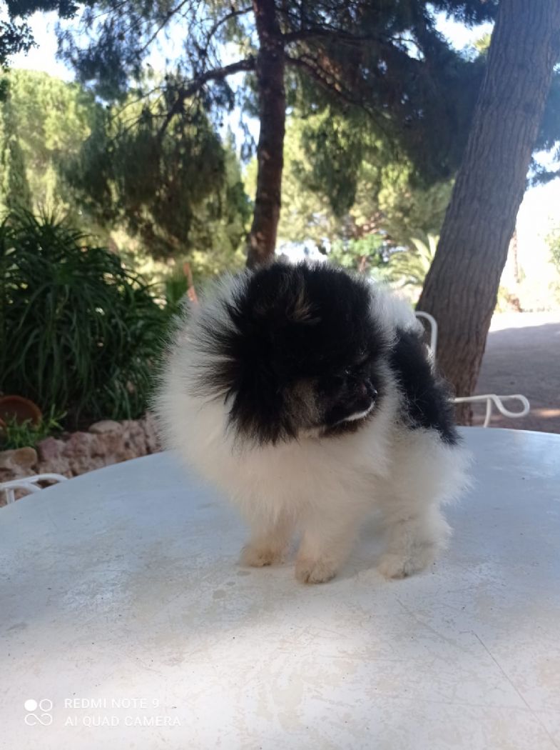 Pancha hembra pomerania de Lovely Dog