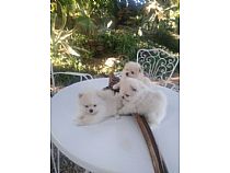 Pomeranias blancos.