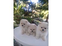 Pomeranias blancos.