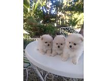 Pomeranias blancos.