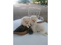 Pomeranias blancos.