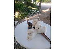 Pomeranias blancos.