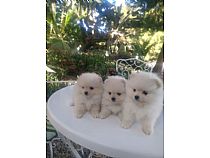 Pomeranias blancos.