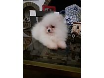 Pomeranias blancos.