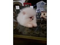 Pomeranias blancos.