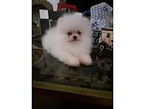 Pomeranias blancos.