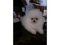 Pomeranias blancos.