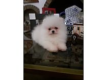 Pomeranias blancos.
