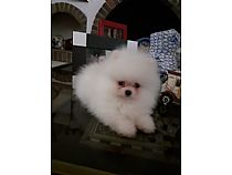 Pomeranias blancos.