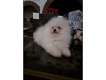 Pomeranias blancos.