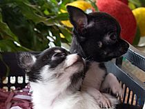 Cachorros Chihuahua - Foto 1