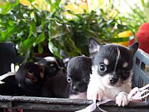 Cachorros Chihuahua - Foto 3