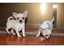 Cachorros de Chihuahua en Murcia