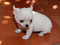 Cachorros Chihuahua - Foto 10