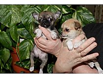 Cachorros Chihuahua - Foto 8