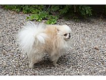 Machos de Pomerania en Murcia