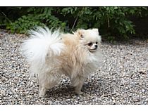 Machos de Pomerania en Murcia
