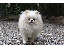 Machos de Pomerania en Murcia