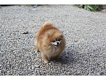 Hembra de pomerania en Murcia