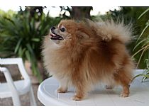 Hembra de pomerania en Murcia