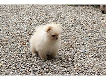 Cachorro de Pomerania en Murcia