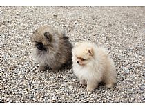 Cachorro de Pomerania en Murcia
